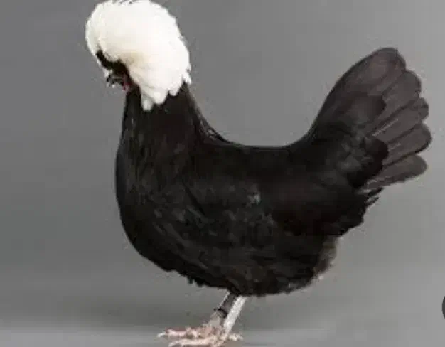 مرغ و خروس لهستانی|حیوانات مزرعه|دلند, |دیوار