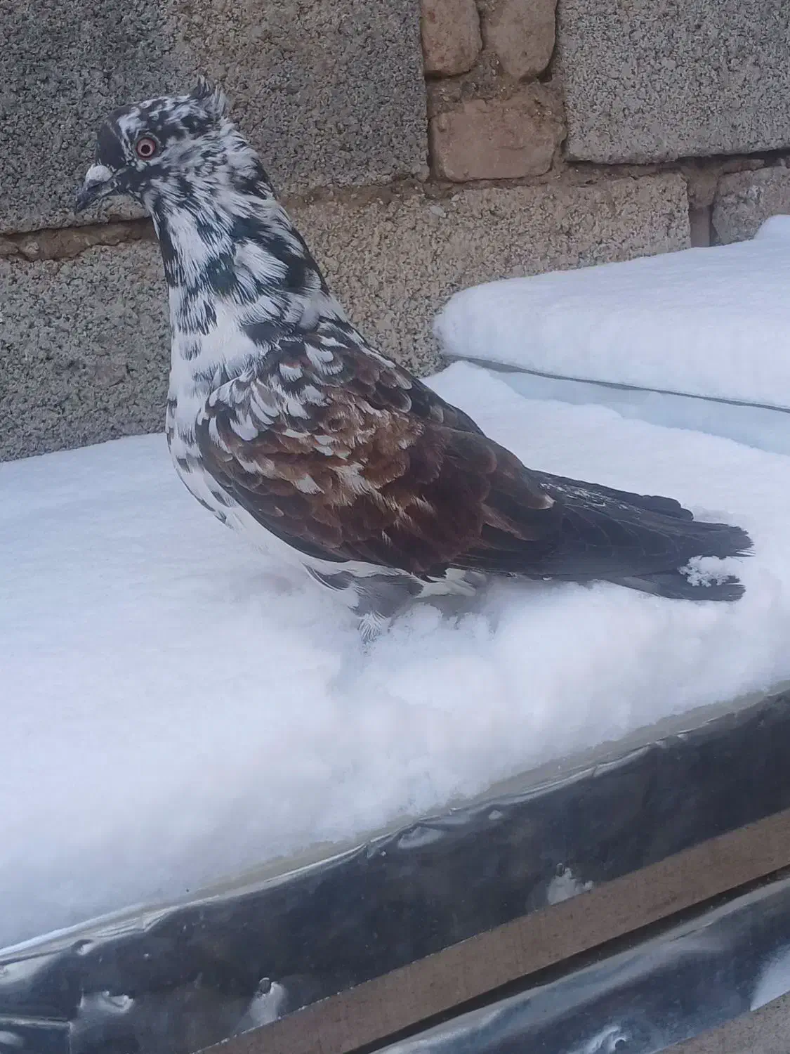 کفتر|پرنده|اردبیل, |دیوار