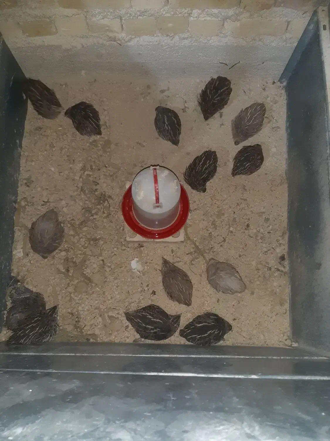 بلدرچین|حیوانات مزرعه|شیراز, شهرک مهدیه|دیوار