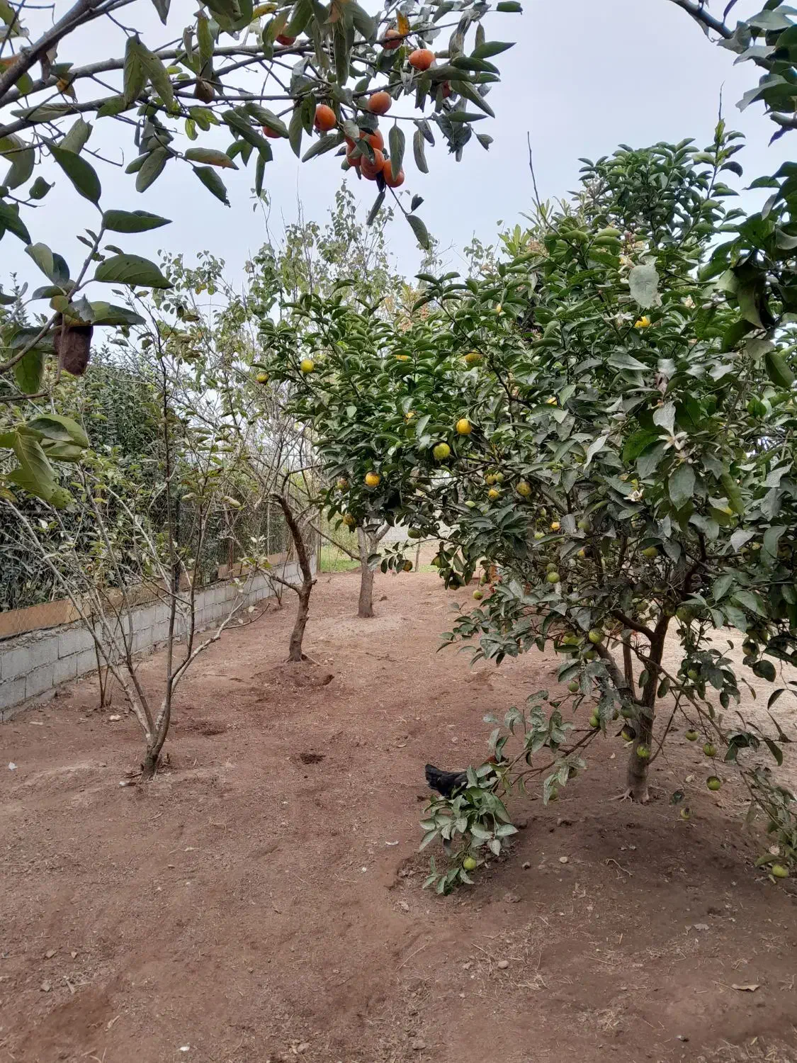 زمین مسکونی کریم محله|فروش زمین و ملک کلنگی|تالش, جوکندان|دیوار