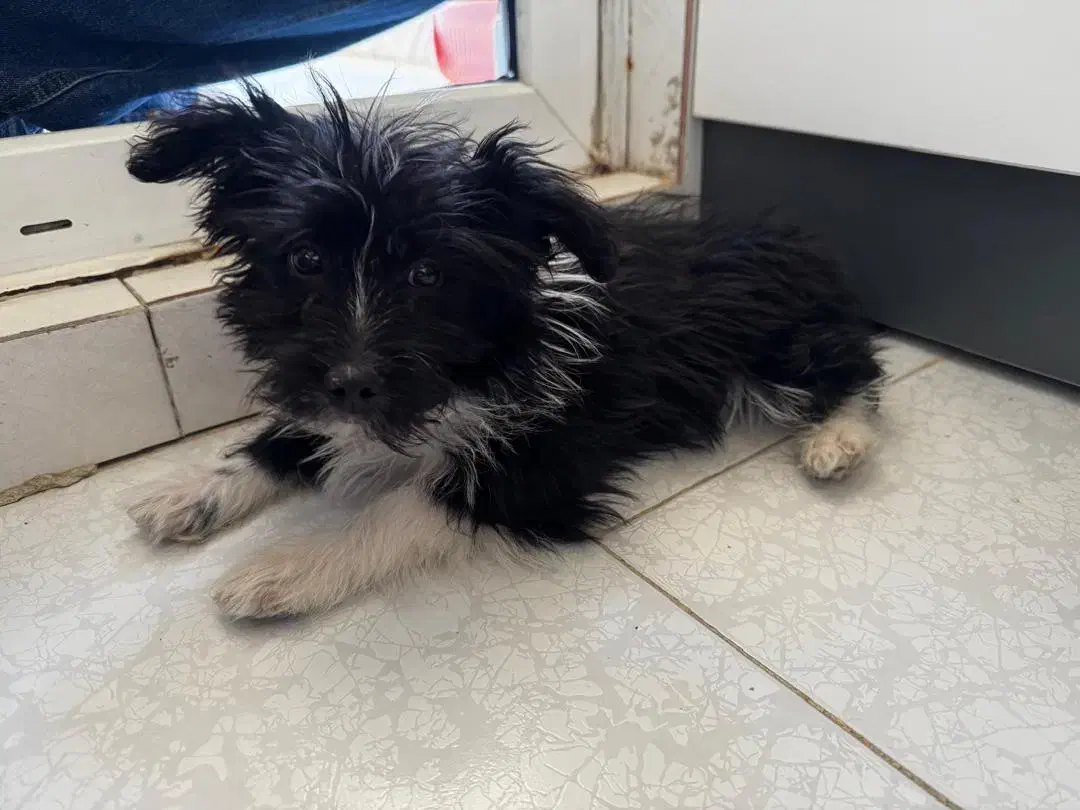 گمشده|حیوانات|اراک, |دیوار