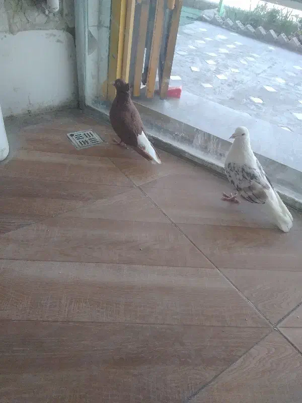 کبوتر رنگی|پرنده|بهبهان, |دیوار