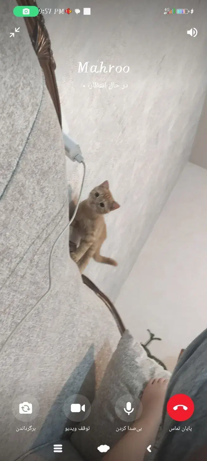 دو گربه گمشده مرند با مژدگانی|حیوانات|مرند, |دیوار