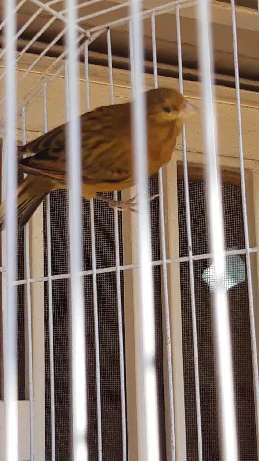 پرنده|پرنده|امیدیه, |دیوار