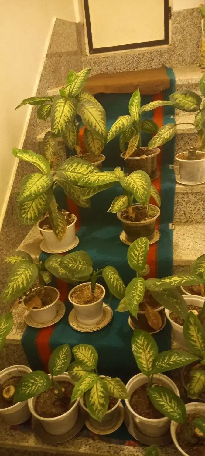 گل دیفین باخیا در انواع متفاوت|گل و گیاه طبیعی|مشگین شهر, |دیوار