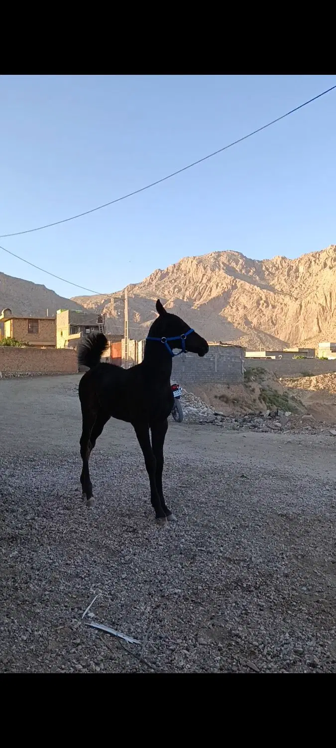 اسب|اسب و تجهیزات اسب‌سواری|استهبان, |دیوار