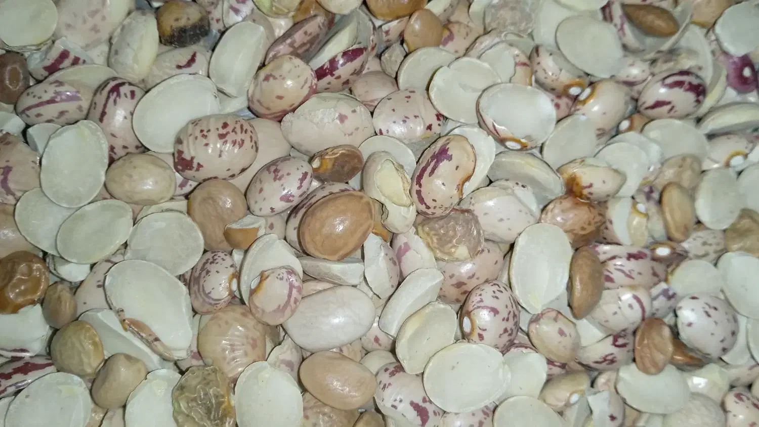 لوبیا|خوردنی و آشامیدنی|شیراز, مسلم|دیوار