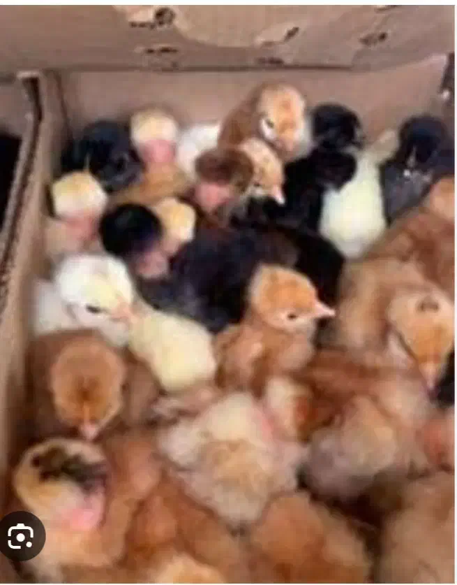 پخش جوجه مرغ و خروس محلی کشتنی (توی همه سن)|حیوانات مزرعه|کرمان, |دیوار