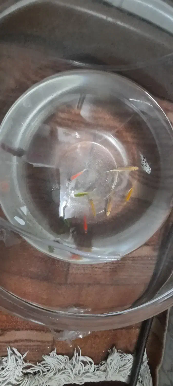 ماهی|ماهی|گلبهار, شهر جدید گلبهار|دیوار