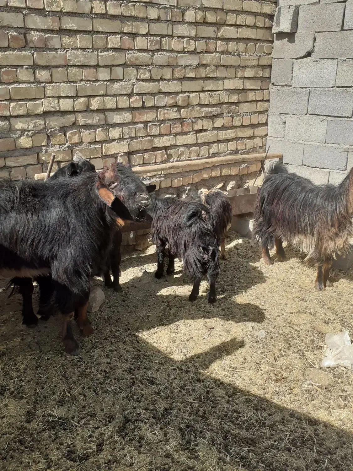 شیش عددبز ۴۰۰۰۰میلیون تومان|حیوانات مزرعه|وردشت, |دیوار