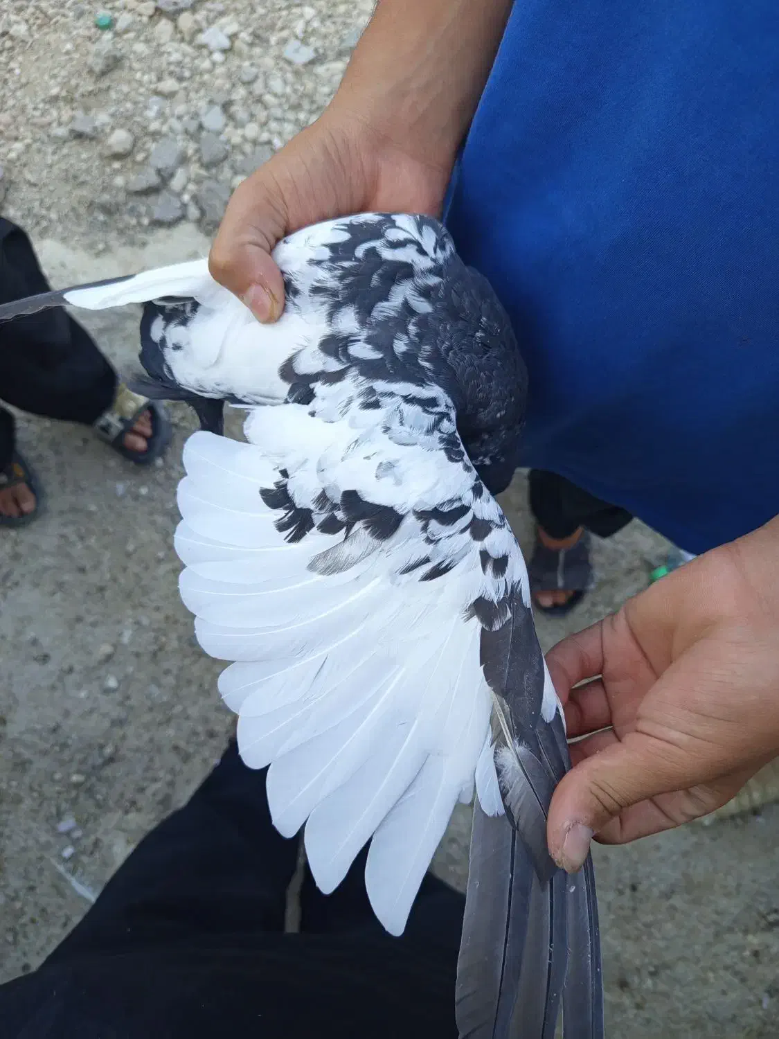 سینه سیاه|پرنده|ارژن, |دیوار