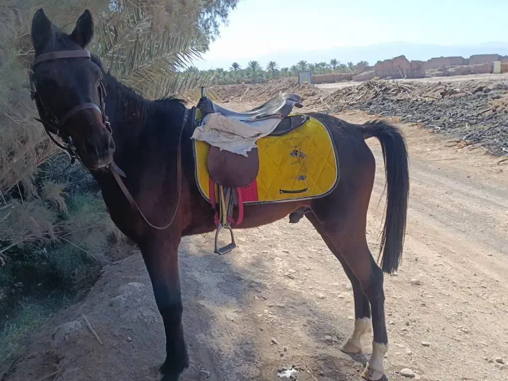 اسب|اسب و تجهیزات اسبسواری|بم, |دیوار