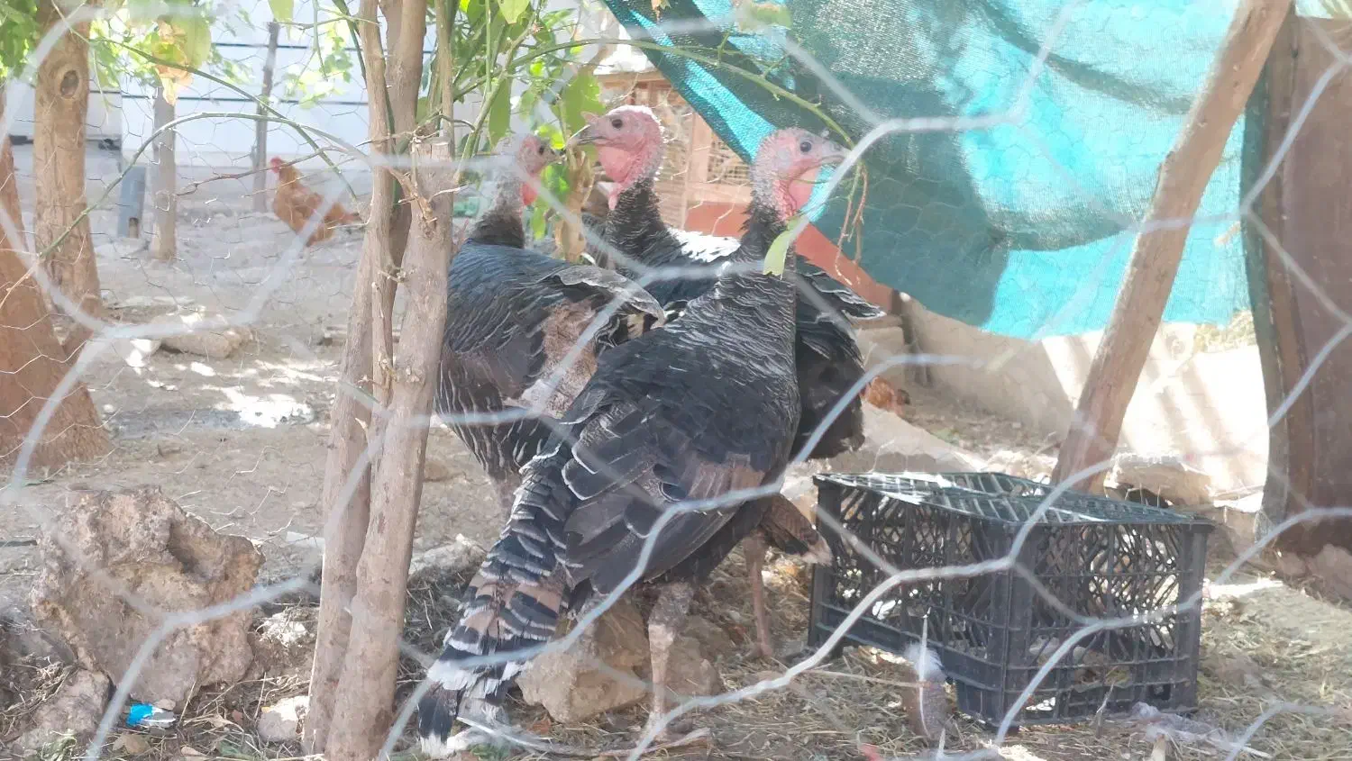 مرغ خروس کلین و پاکوتاه بوقلمون ماده|حیوانات مزرعه|اندیمشک, |دیوار