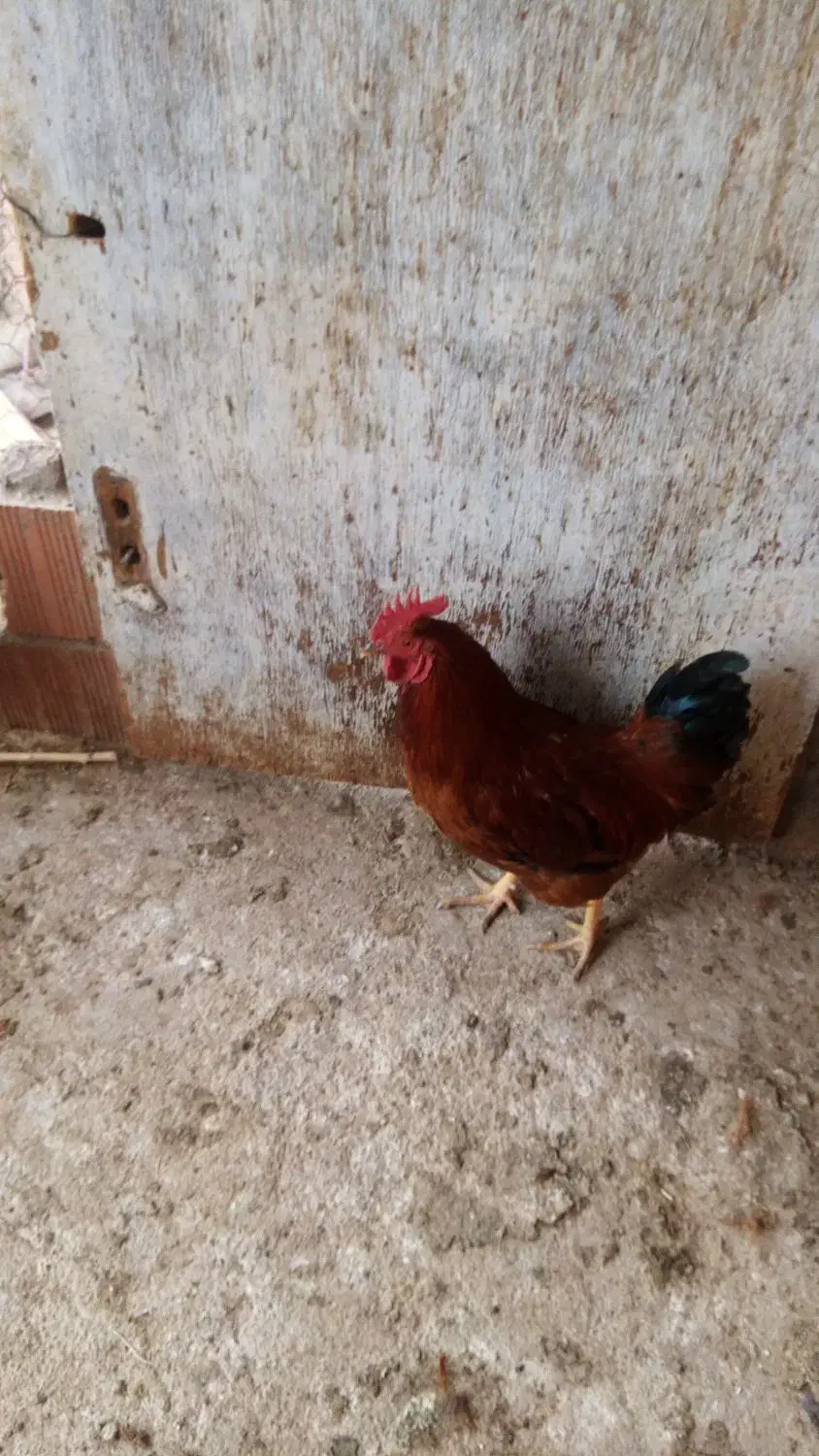 خروس محلی|حیوانات مزرعه|شیروان (خراسان), |دیوار