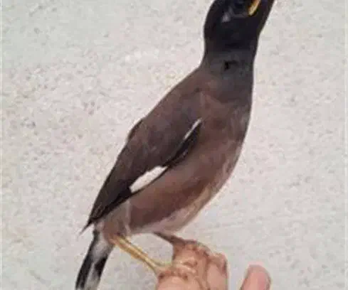 مرغ مینا|پرنده|کیش, |دیوار