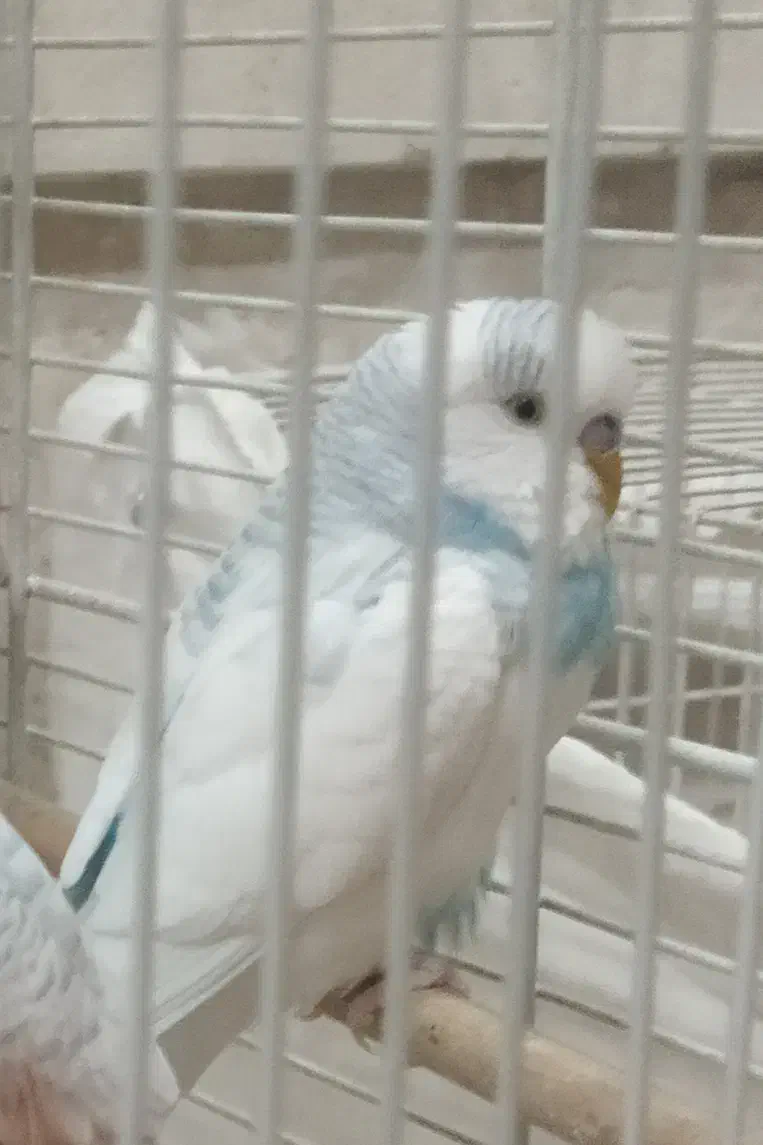 مرغ عشق نر بسیار زیبا و جوان|پرنده|مشهد, کوثر|دیوار