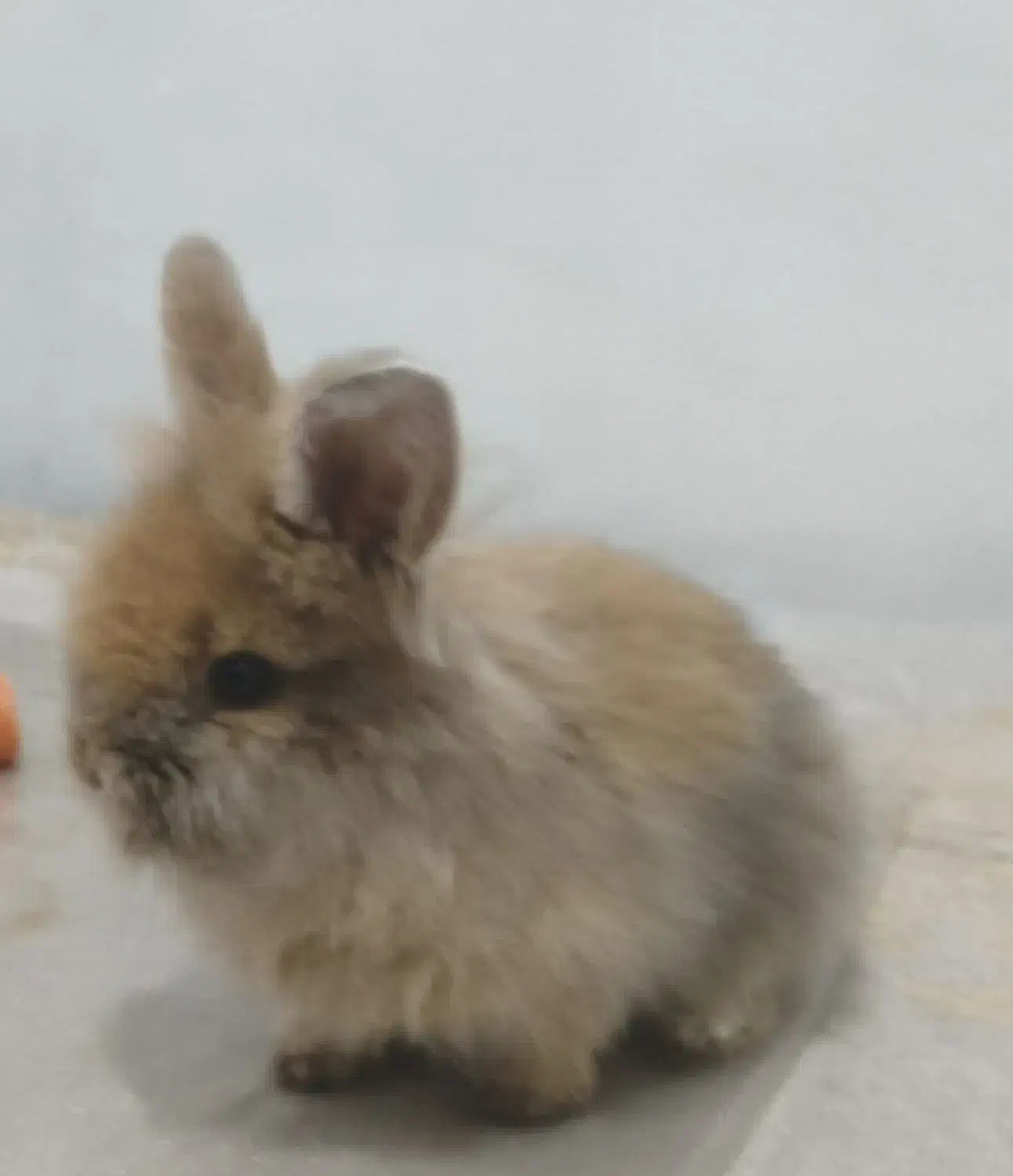 خرگوش|موش و خرگوش|تهران, آذری|دیوار