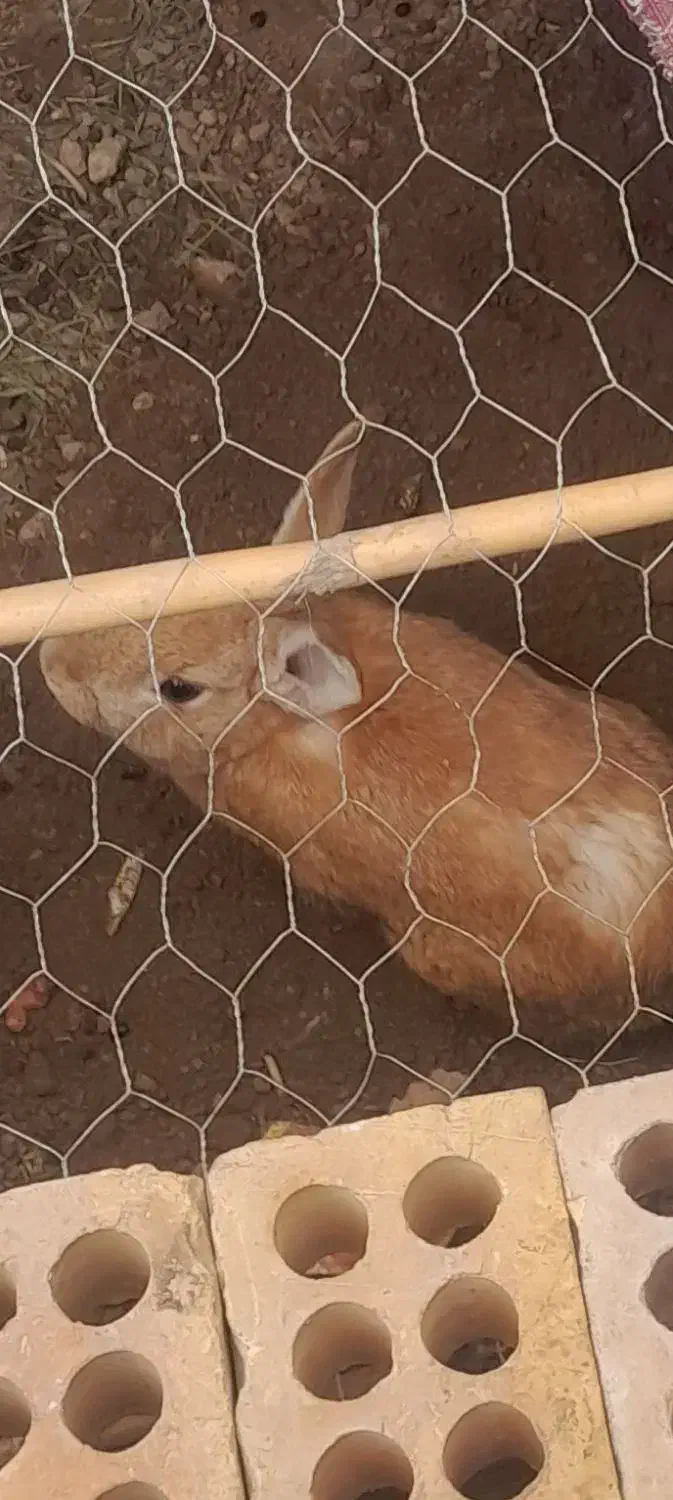 خرگوش|موش و خرگوش|گالیکش, |دیوار