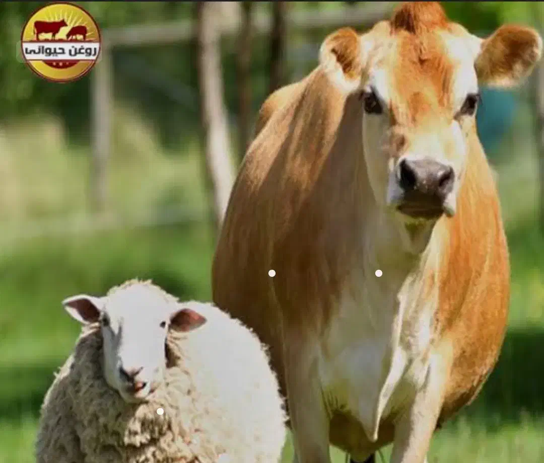 کار در میدان دواب|استخدام صنعتی، فنی، مهندسی|اهر, |دیوار