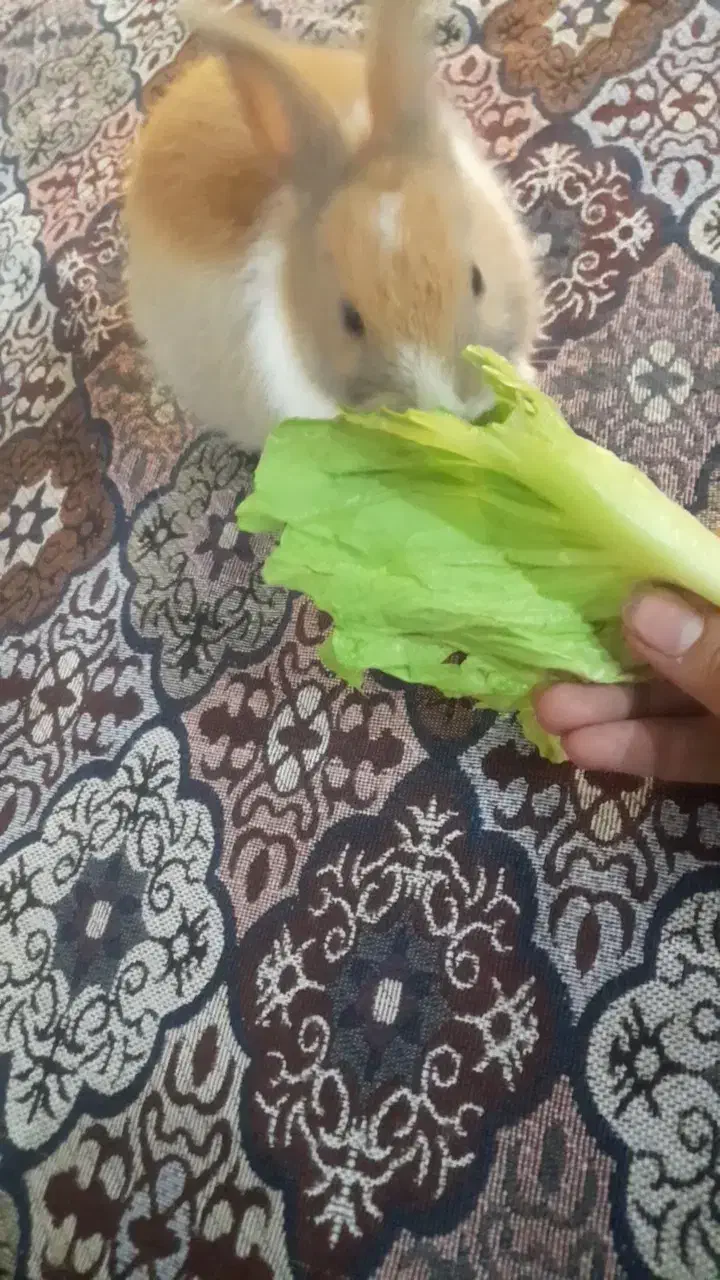 خرگوش ماده|موش و خرگوش|اهواز, شهرک توسعه نیشکر|دیوار