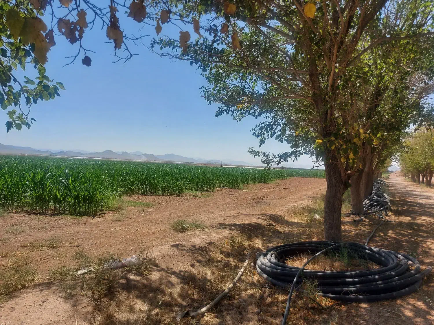 فروش زمین ۸۵ هکتار در فدک|فروش زمین و ملک کلنگی|شاهین‌شهر, فدک|دیوار