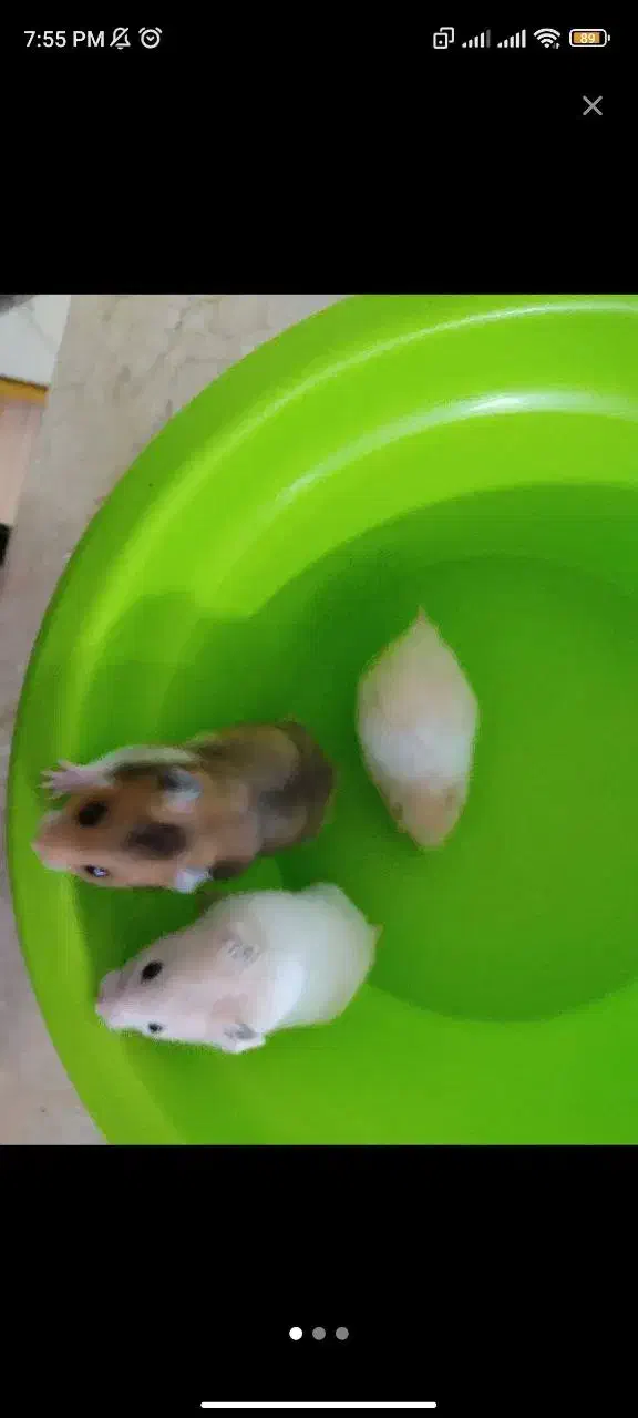 همستر نازنازی|موش و خرگوش|مشهد, گاز|دیوار