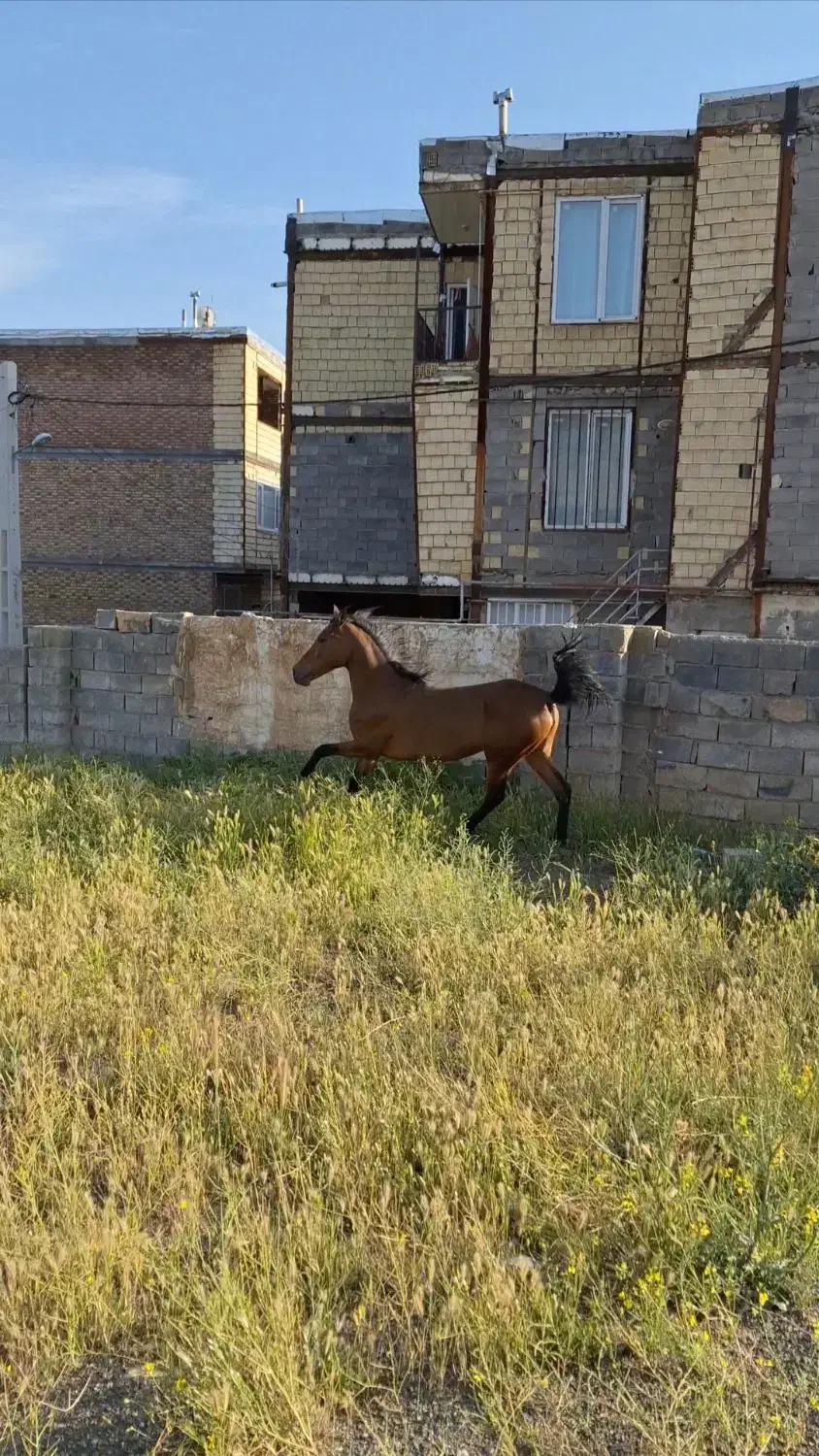 مادیان اصیل کرد|اسب و تجهیزات اسب‌سواری|سنندج, |دیوار