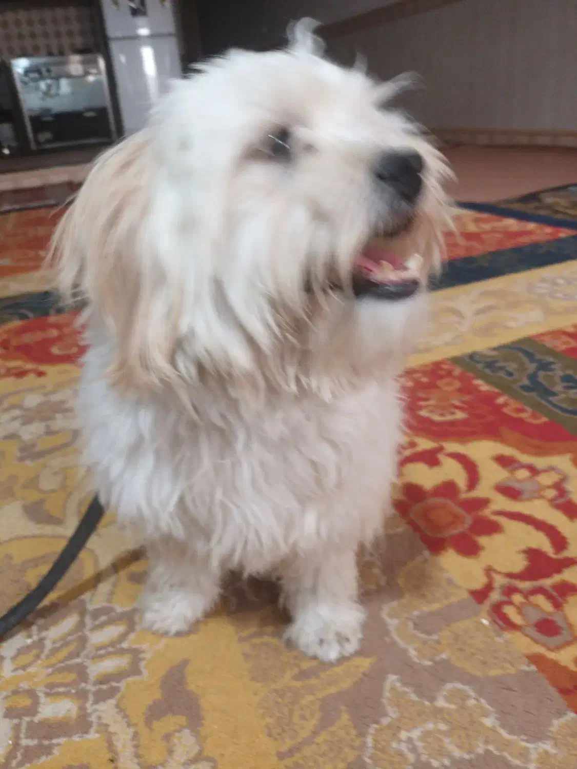 یک سگ گمشده|حیوانات|بهبهان, |دیوار