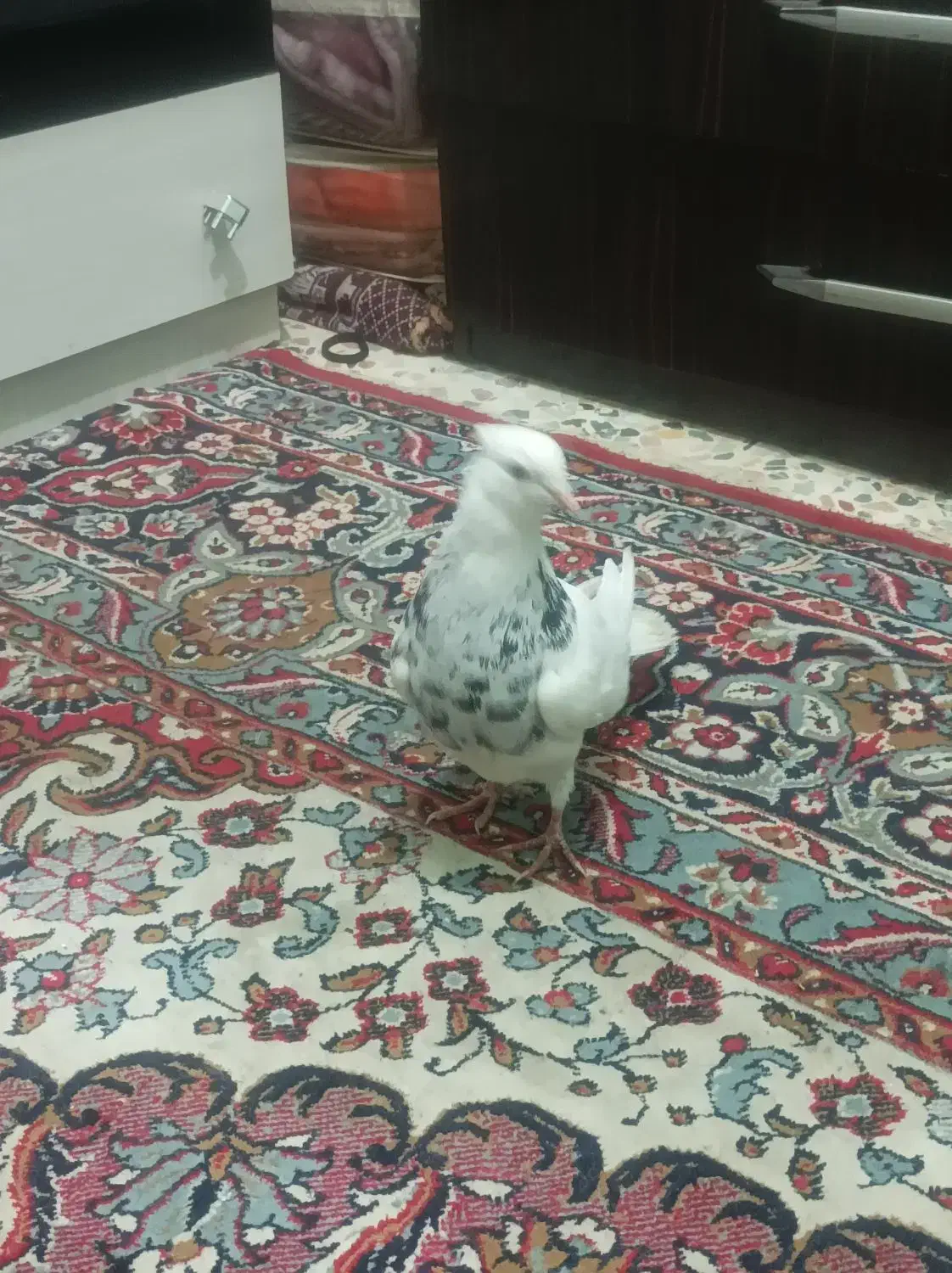 طوقی تنظیم بشرط همه چی.جم|پرنده|جم, |دیوار