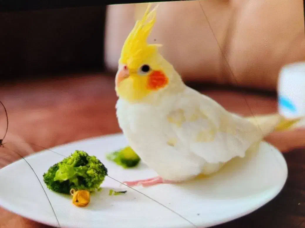 عروس هلندی|پرنده|تهران, علم و صنعت|دیوار