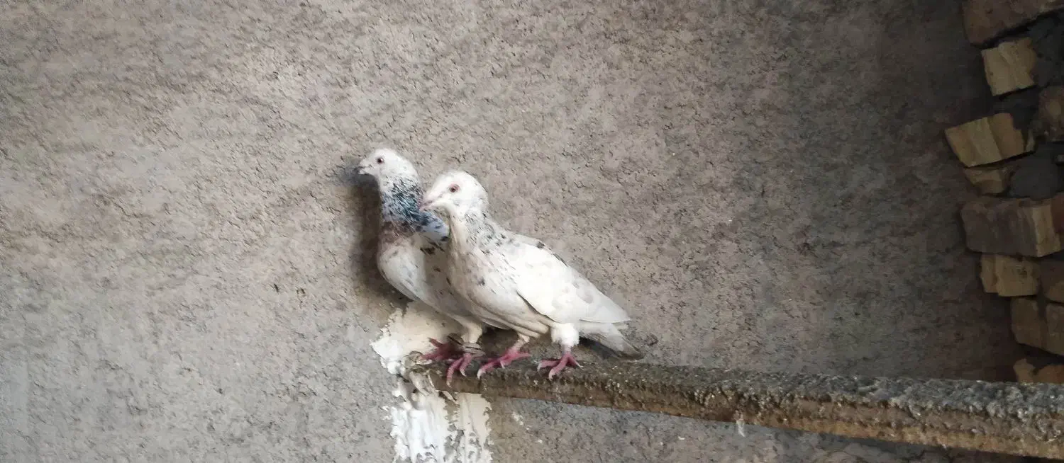 کفتر سرور|پرنده|مبارکه, |دیوار