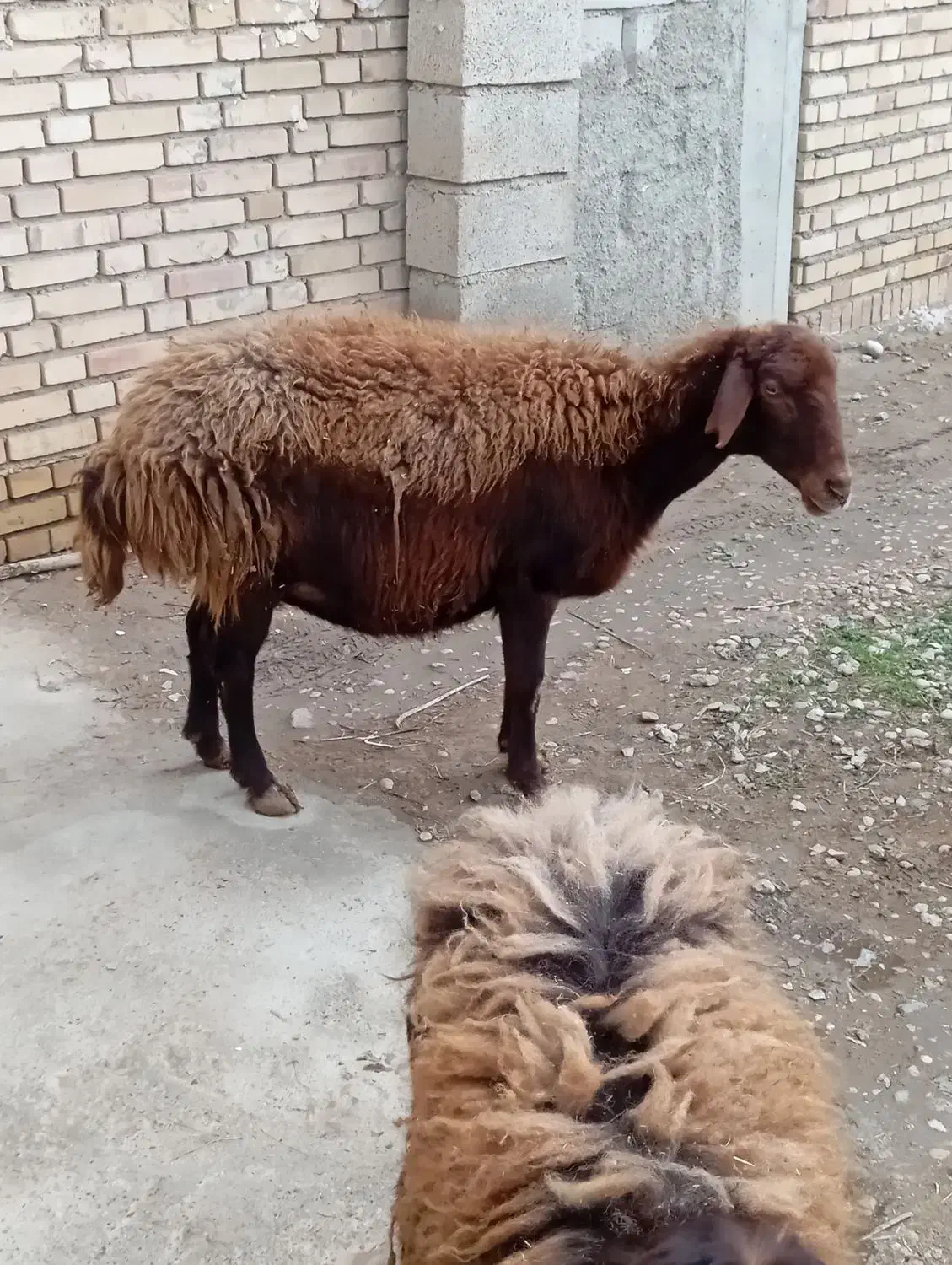 گوسفند بره دار یک جا جاروی|حیوانات مزرعه|گنبد کاووس, |دیوار