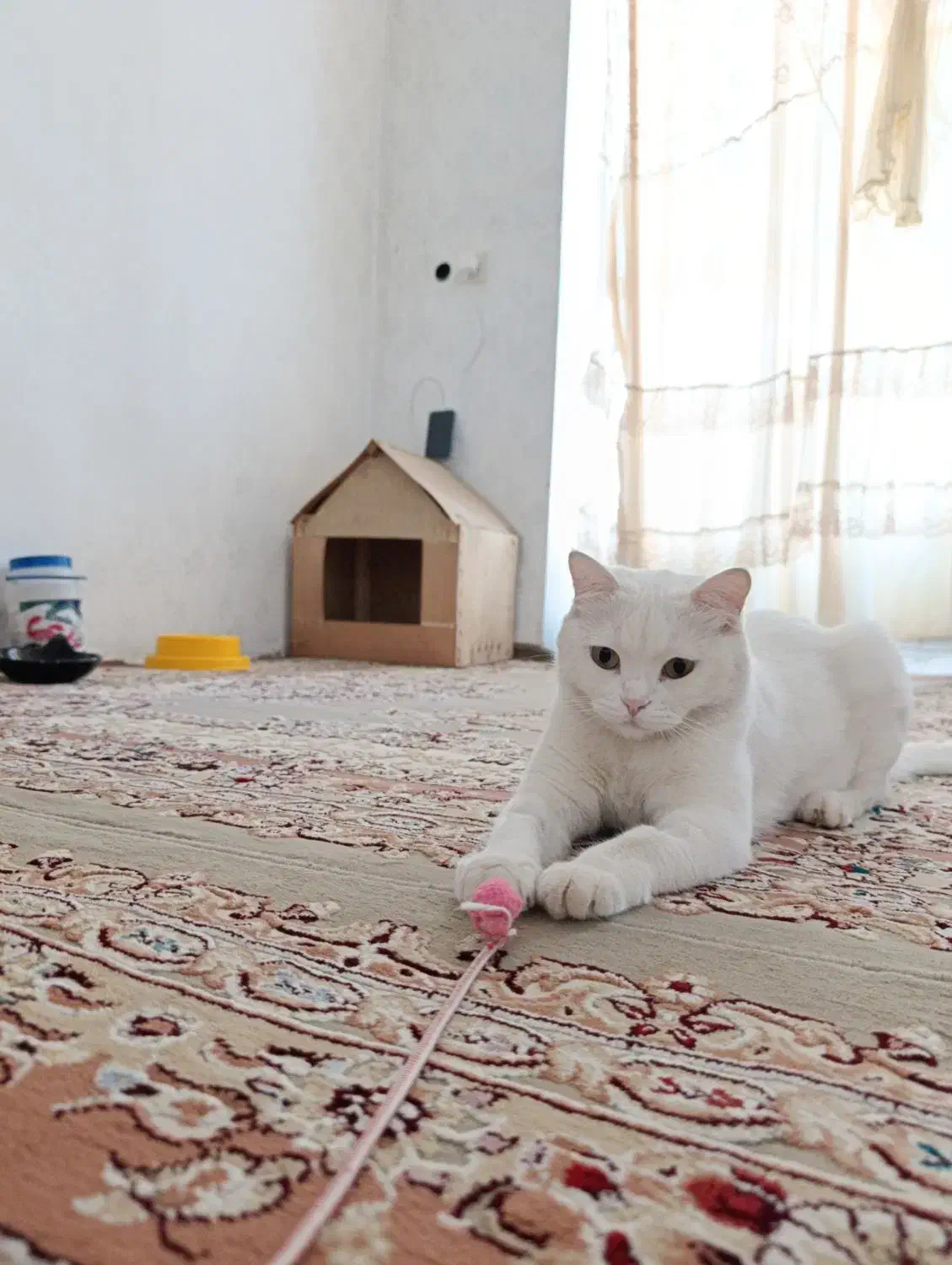 گم شده|گربه|مریوان, |دیوار