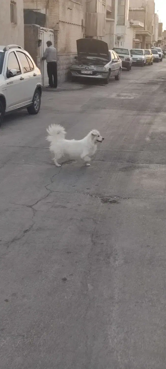 واگذاری اشپیتز|سگ|اصفهان, شاهد|دیوار