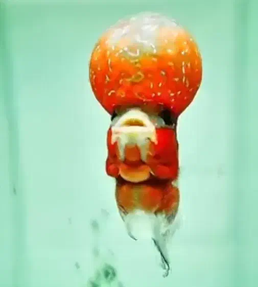 فلاور|ماهی|سلماس, |دیوار