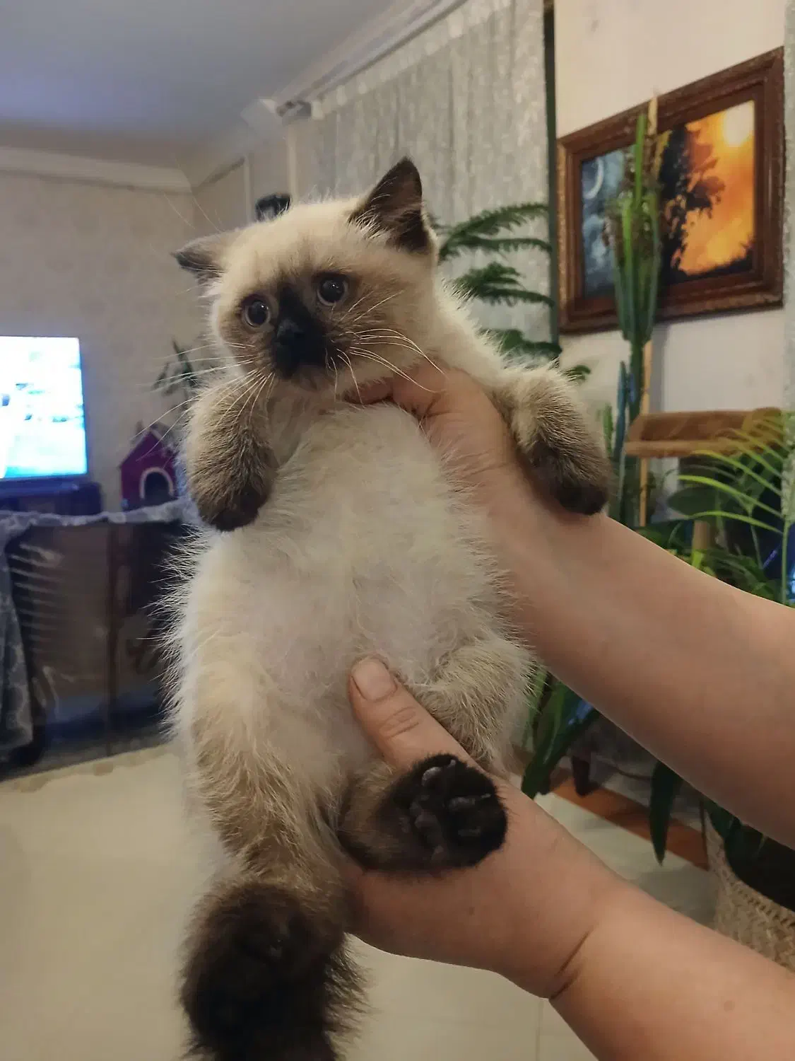 واگذاری گربه|گربه|پردیس, فاز ۱|دیوار