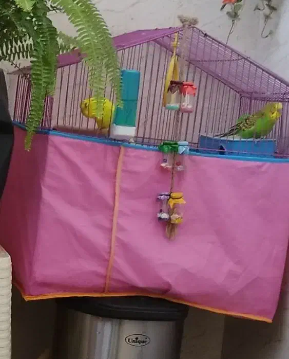 مرغ عشق بالغ|پرنده|فردیس, شهرک وحدت|دیوار