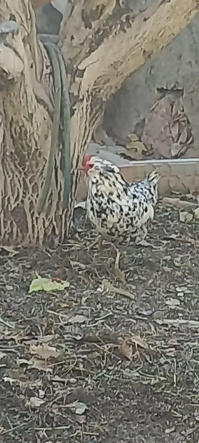 مرغ و خروس بومی|حیوانات مزرعه|فرخشهر, |دیوار