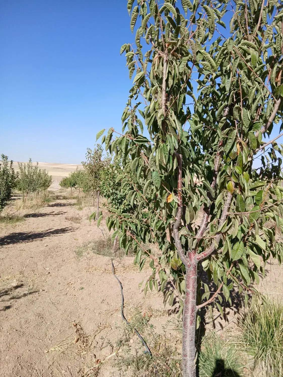 فروش باغ به متراژ ۲۰۰۰متر فنس کشی با آب کافی|فروش زمین و ملک کلنگی|دهگلان, |دیوار