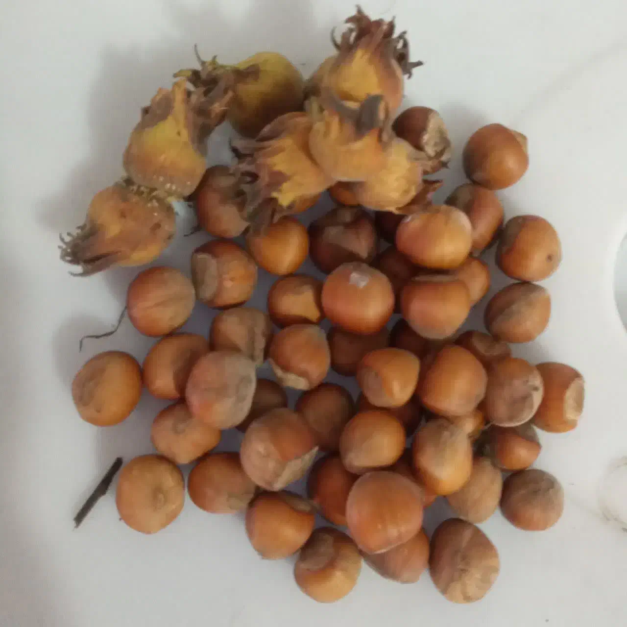 گردو و فندق درجه ۱ گیلان،یلاقی|خوردنی و آشامیدنی|قم, کلهری|دیوار