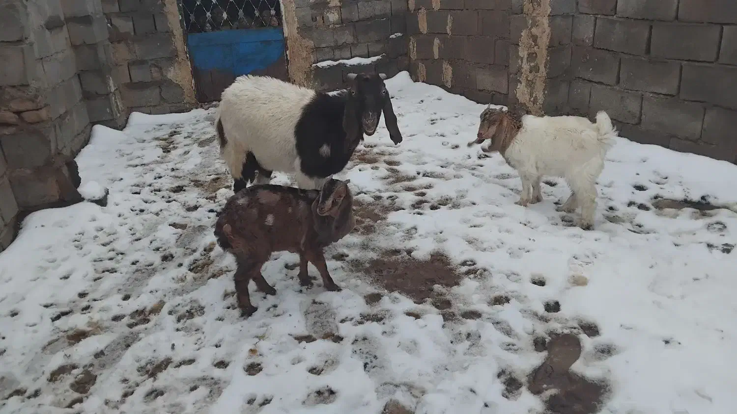 بزن دوقلو و جوان دورگ|حیوانات مزرعه|تربت جام, جامرود|دیوار
