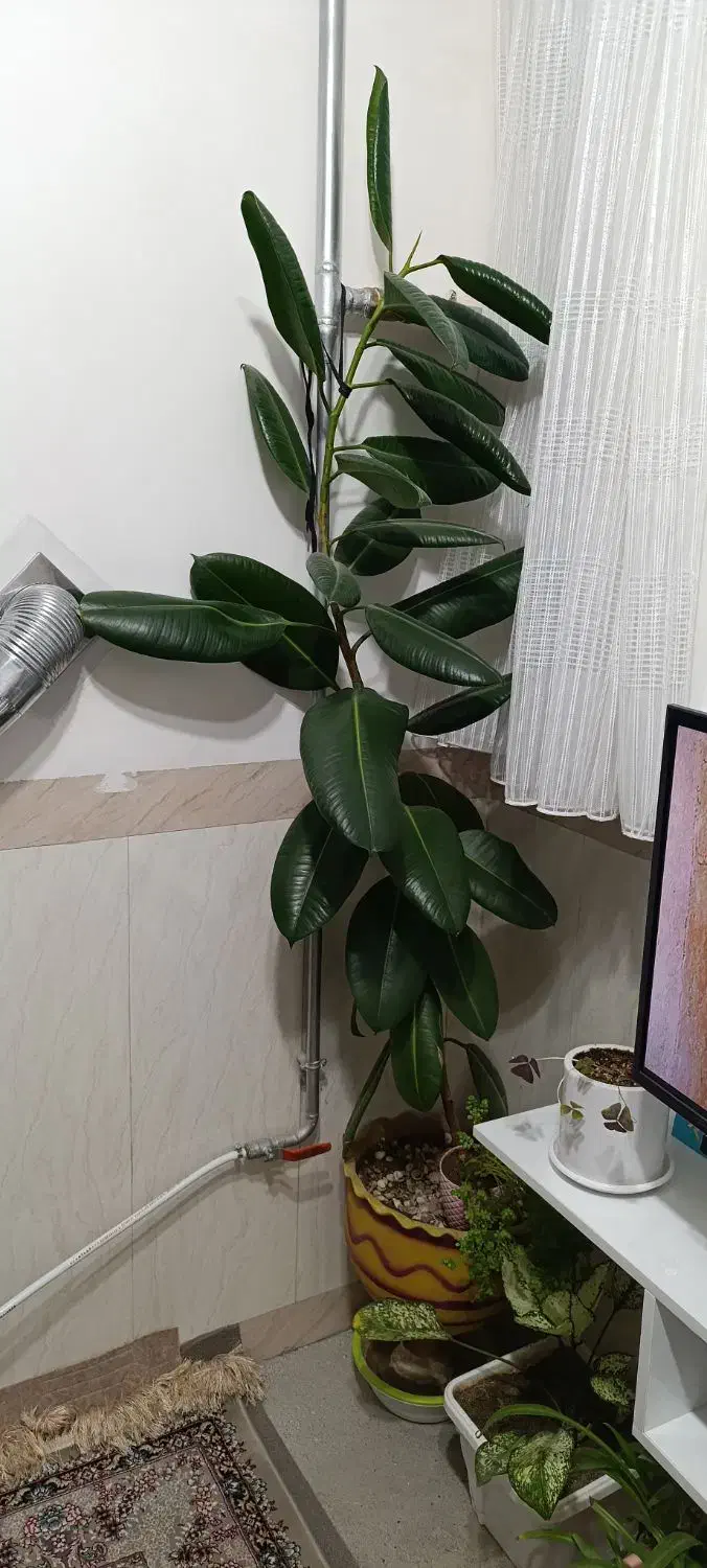 گل بزرگ|گل و گیاه طبیعی|زیویه, |دیوار