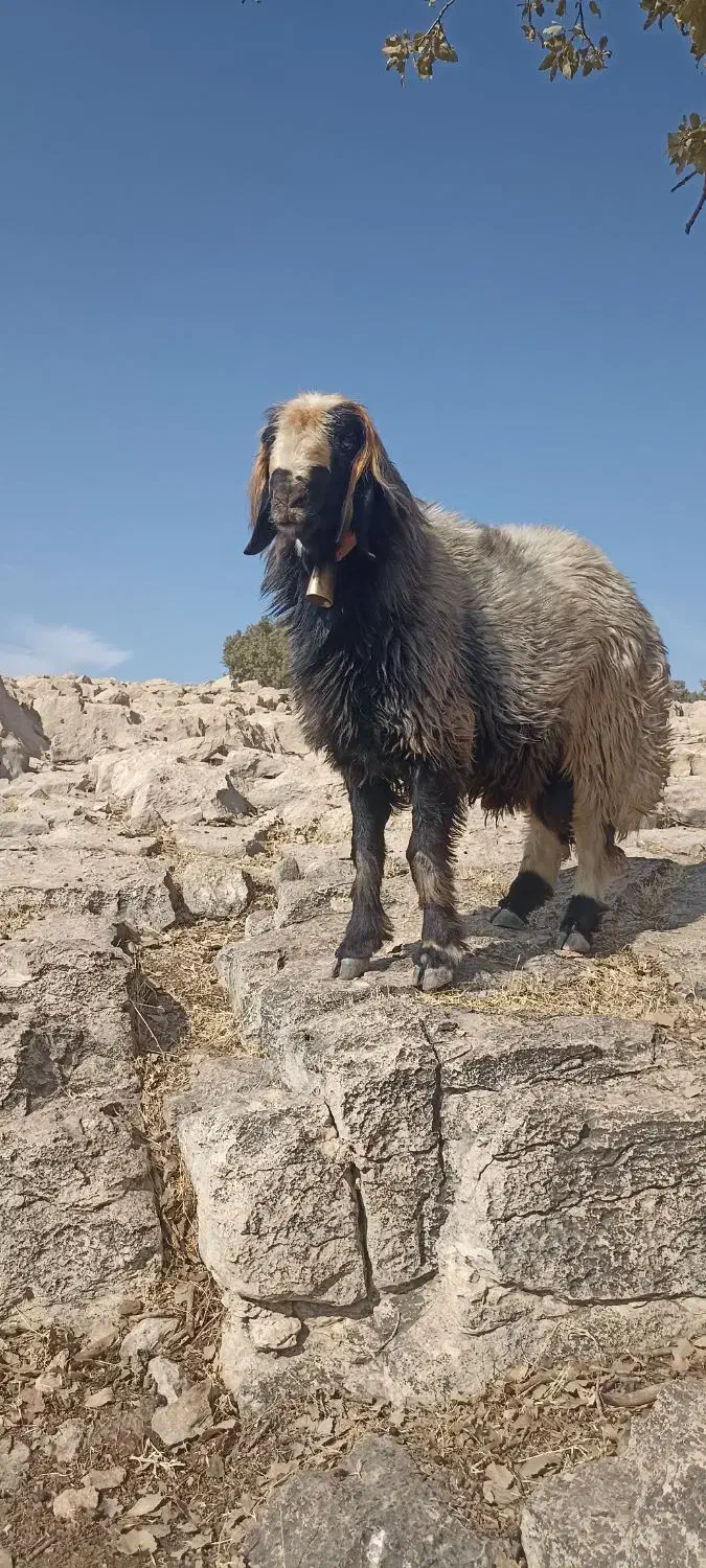 نرمیش ترکی اصل....اطراف لالی|حیوانات مزرعه|لالی, |دیوار