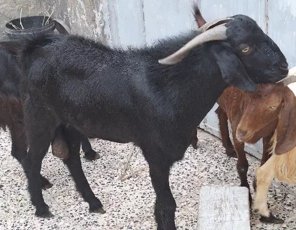 پازن هیکلی و سرحال|حیوانات مزرعه|بندر امام خمینی, |دیوار