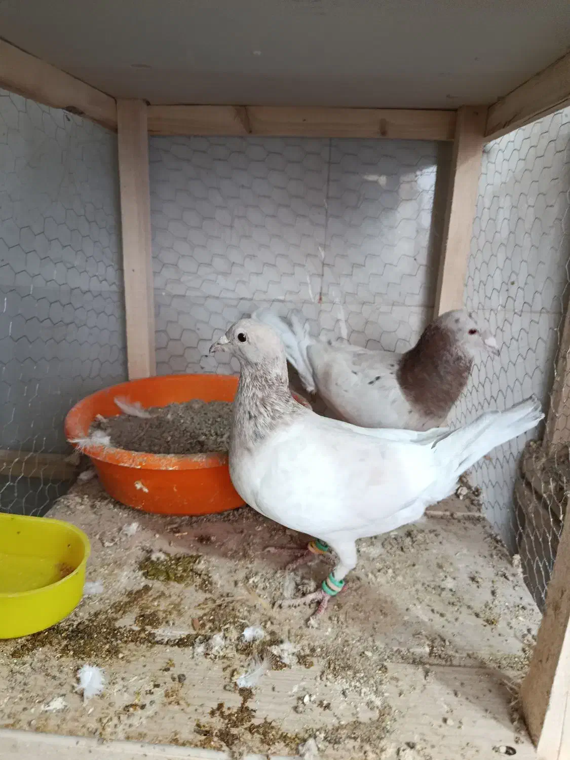 سار|پرنده|تربت‌حیدریه, داروپخش|دیوار