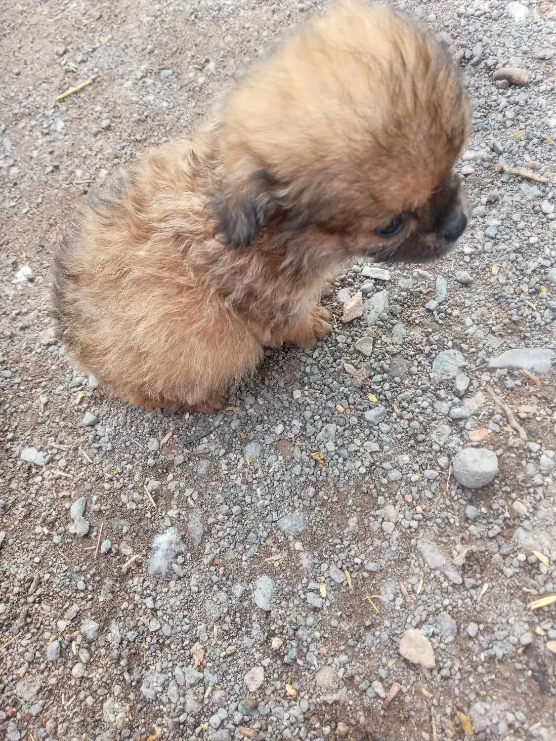 دوتا توله میکس پامر و شیواوا|سگ|بم, |دیوار