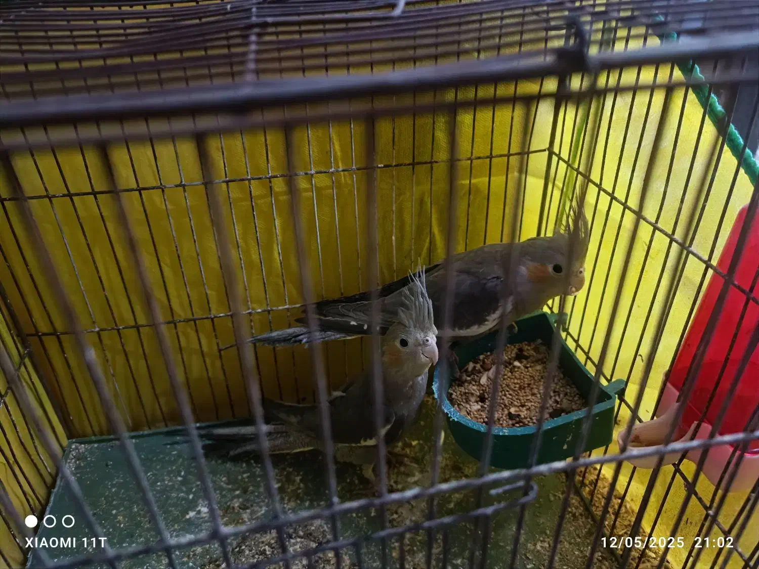 جوجه عروس هلندی 8 ماهه|پرنده|بم, |دیوار