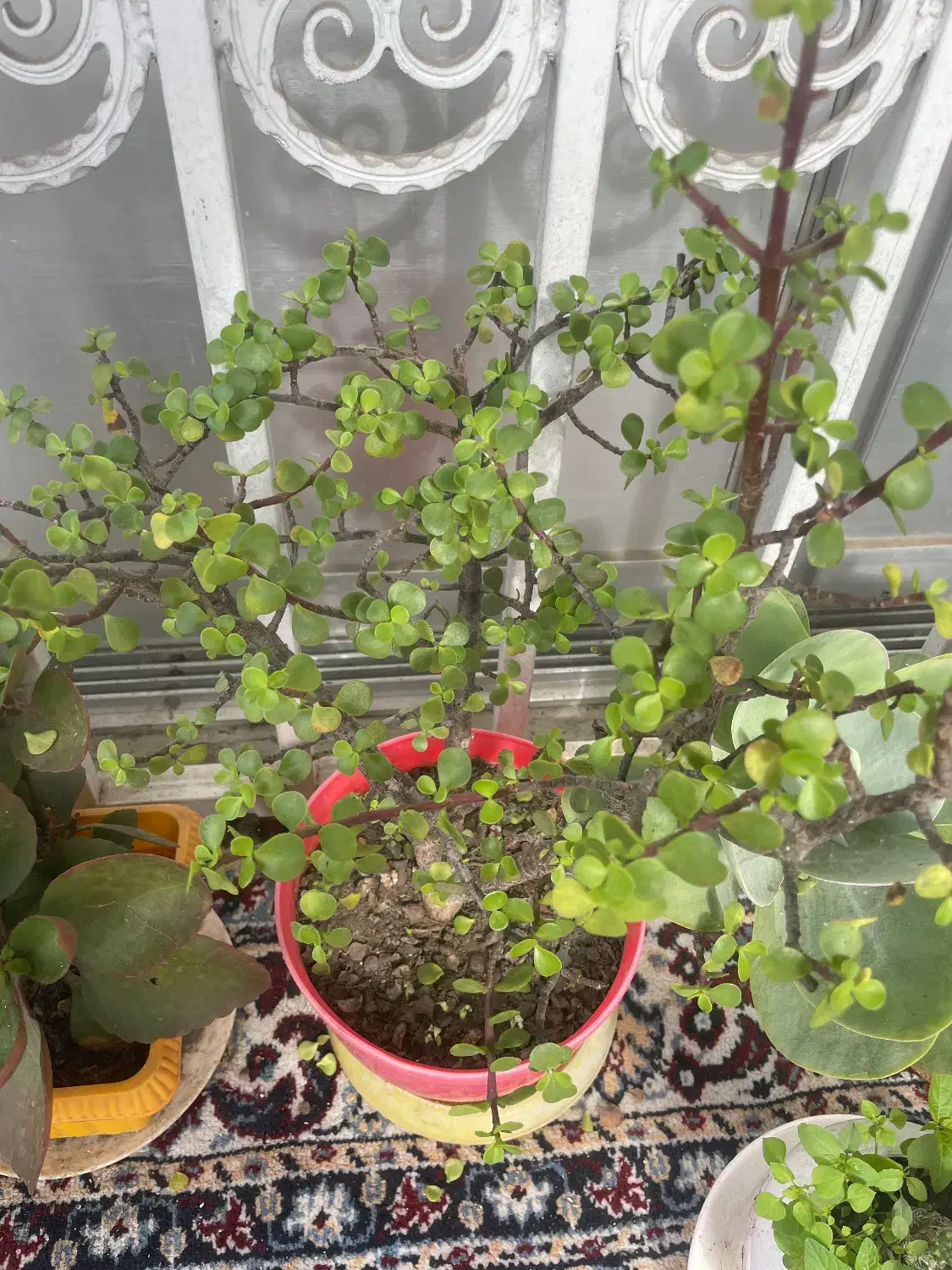 گل خانگی|گل و گیاه طبیعی|پرهسر, |دیوار