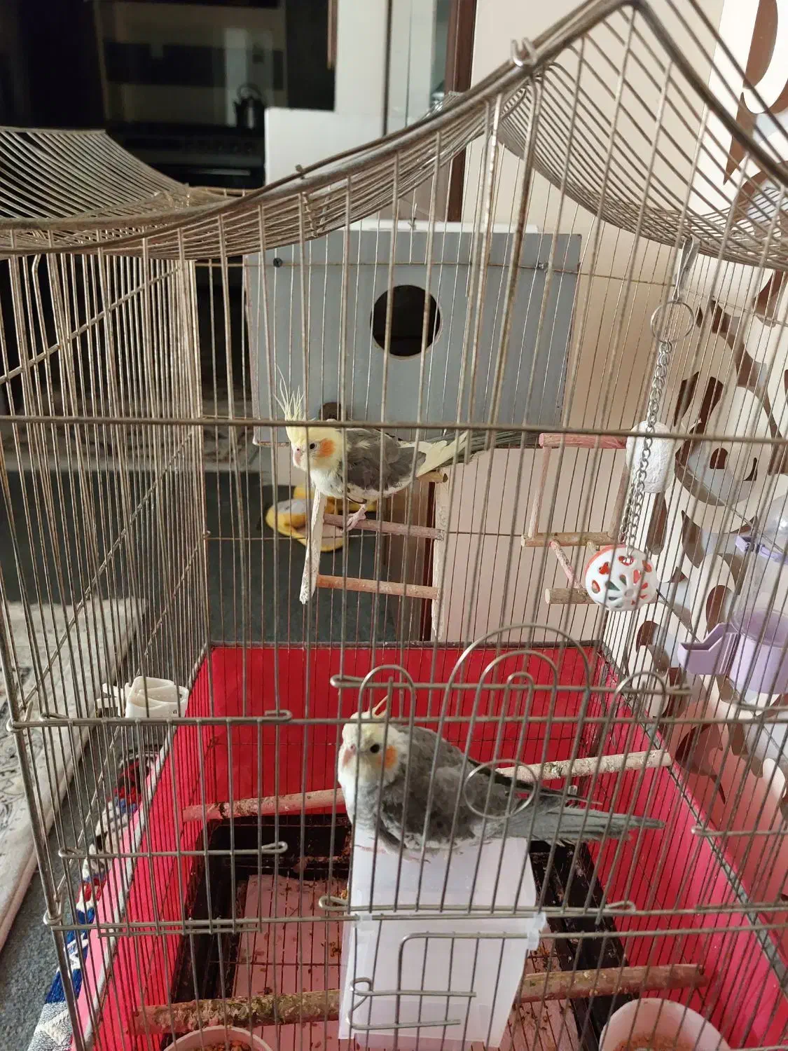 دو عدد عروس هلندی با قفس و جا دونی و جا آبی|پرنده|تبریز, |دیوار