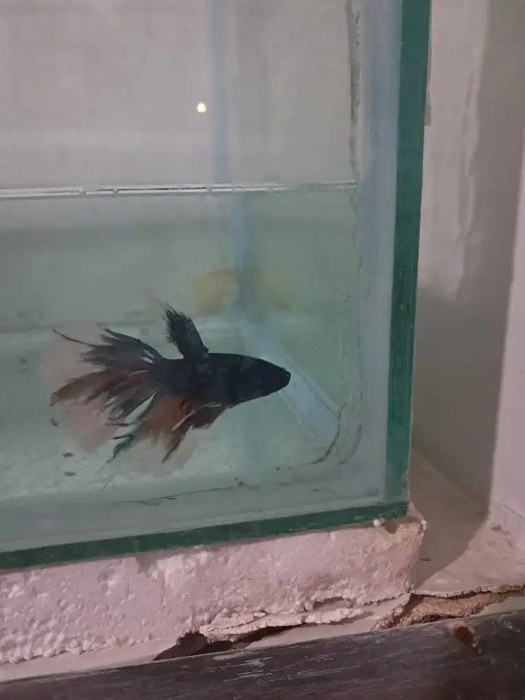 ماهی  زبرا و فایتر|ماهی|تهران, امام خمینی|دیوار